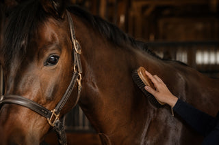 Horse Care