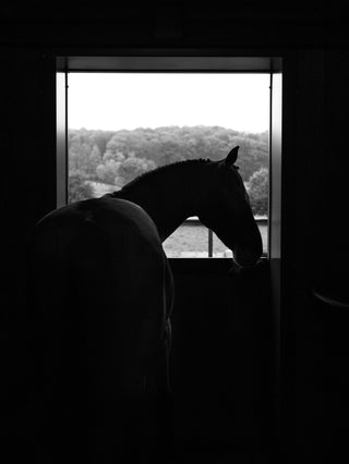STABLE